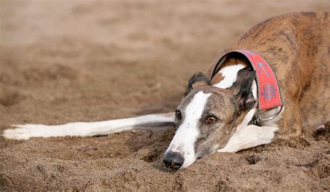 Global Effort Launched to End Greyhound Racing | Dogs ...