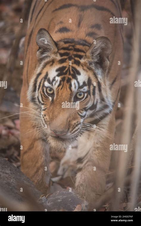 Royal Bengal Tiger Face Portrait Panthera Tigris Panna Tiger Reserve