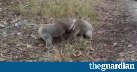 Two Koalas Caught On Camera Fighting Each Other In Fierce Wrestling