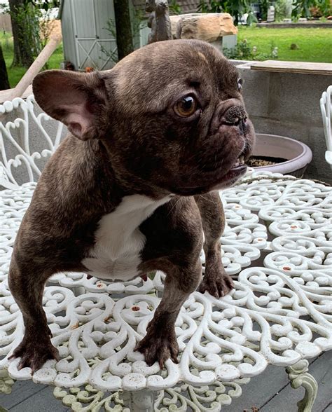 Join millions of people using oodle to find puppies for adoption, dog and puppy listings, and other pets adoption. SOLD-Oceana Female Chocolate Brindle French Bulldog - The ...