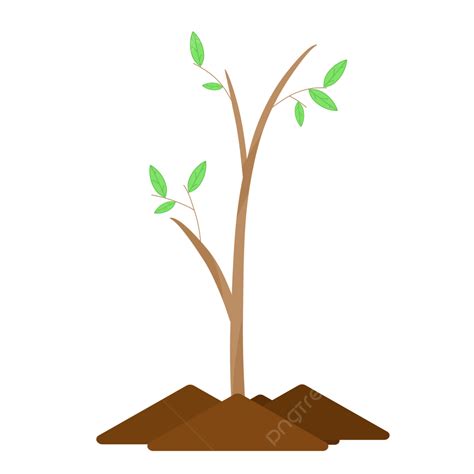 Small Plant Grow With Green Leaf Plant Leaves Tree Png Transparent