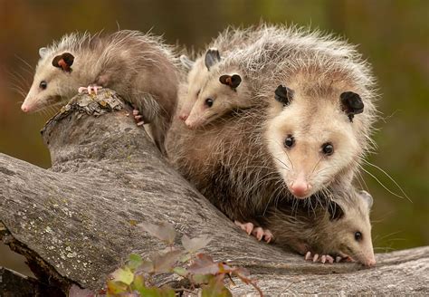 Opossum De Virginie Description Habitat Et Faits Baby Possum Fond D