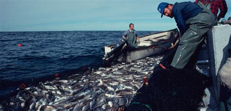 Want To Save A Failing Fishery Take The Long View Laptrinhx News