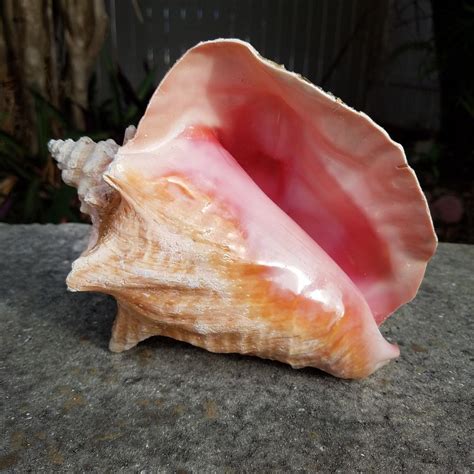 Bahama Queen Conch Shell Seashell Pink About 8 Natural Beach Decor Sculpture Shells Seashells