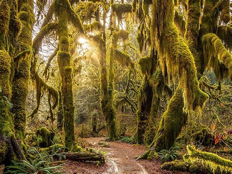 Scenicwa 365 Things To Do In Washington State Hoh Rainforest
