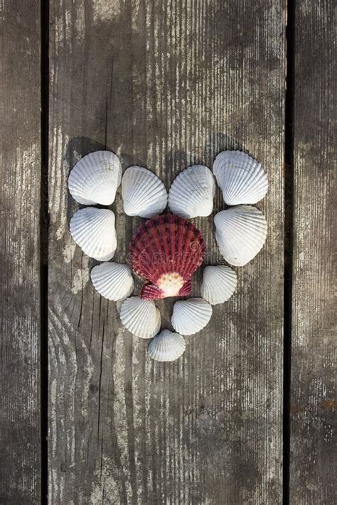 Heart Made Of Sea Shells Stock Photo Image Of Decoration 45419412