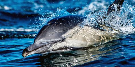 Top 10 Most Fascinating Facts About Dolphins — Petsofchampions