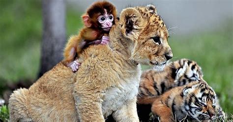Lion And Tigers And Monkey Imgur