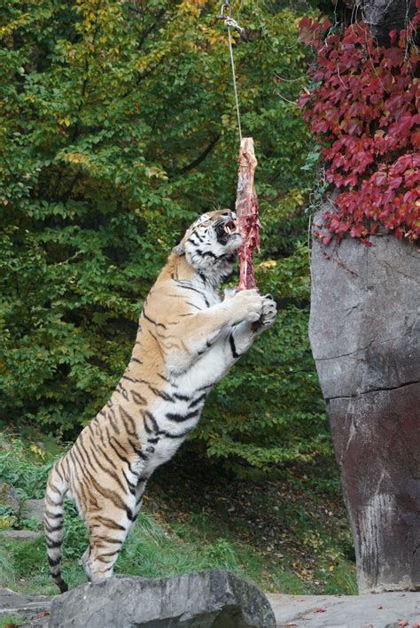 รูปภาพ สวนสัตว์ กิน สัตว์ป่า การให้อาหาร เสือ Amurtiger แมวใหญ่