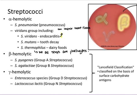 Streptococcus Pyogenes Flashcards Quizlet