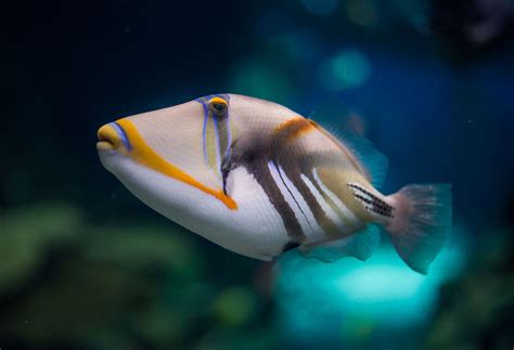 White Banded Triggerfish Characteristics Habitats Care And More