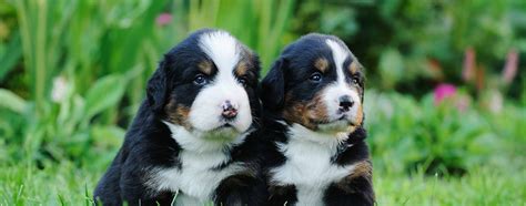 Bernese Mountain Dog Breed Facts And Temperaments Pet Side