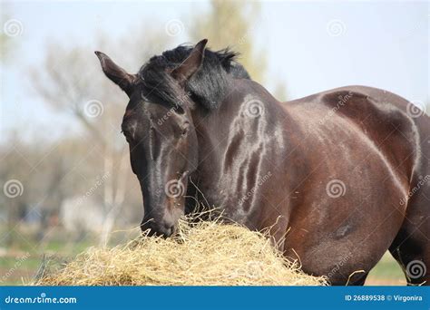 Black Horse Eating Hay Stock Photo Image Of Grass Horse 26889538