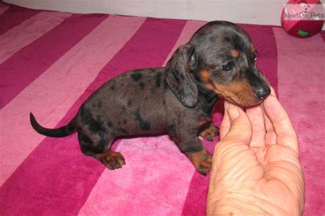 Our adorable mini dachshund puppies come in cream, black and tan, red, chocolate, dapple and piebald. Dagan: Dachshund, Mini puppy for sale near Dallas / Fort ...