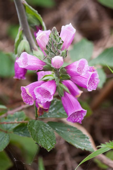 Maybe you would like to learn more about one of these? Foxgloves Free Stock Photo - Public Domain Pictures