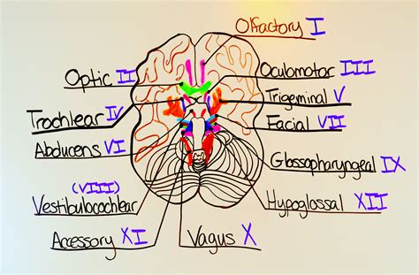 Cranial Nerve Face Drawing With Numbers At Getdrawings Free Download