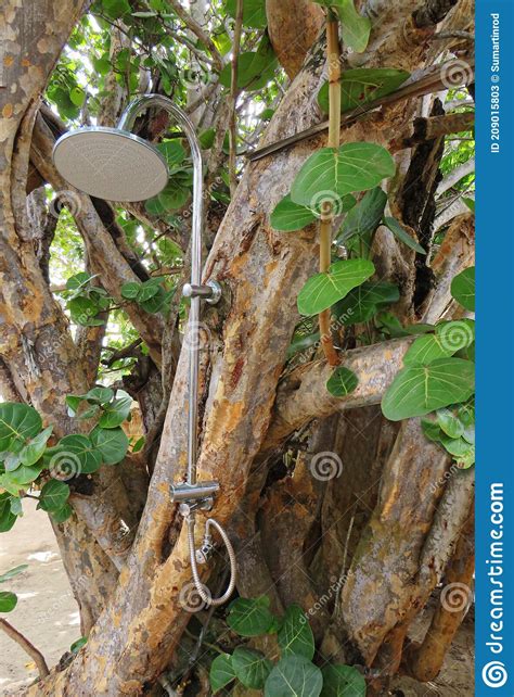 Outdoor Stainless Steel Shower In Tropical Tree Modern Outdoor Shower