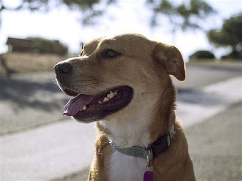 You should use the buckles to tighten the straps until. How Tight Should a Dog Collar Be? - DOGMOUNT