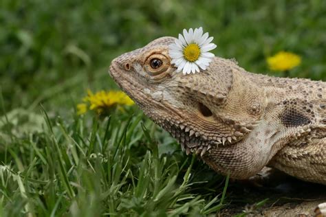 Creating A Healthy Diet For Bearded Dragons Bearded Dragon Resource