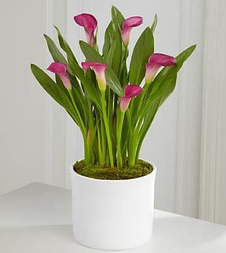 Place the lily plant in a new, large pot (6 inches in diameter) and refill it with fertile potting medium. Calla Lily Houseplant - Budapestsightseeing.org