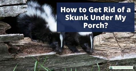 How To Get Rid Of A Skunk Under Your Porch The Backyard Master