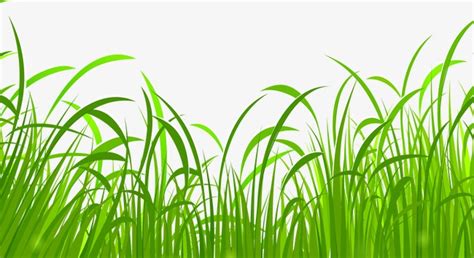 Grass leaves silhouette free vector icons designed by freepik. Vector Grass, Grass Vector, Underbrush, Green PNG and ...
