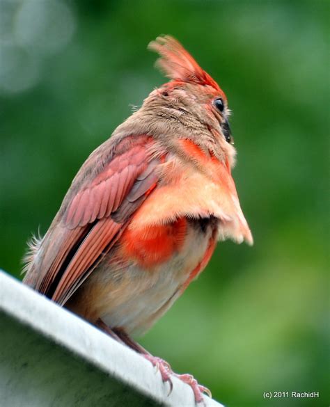 Dsc0205 North American Cardinal ~ Juvenile Male Rachid H Flickr