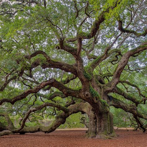 Discover The History And Mystery Of The Angel Oak Tree Angel Oak