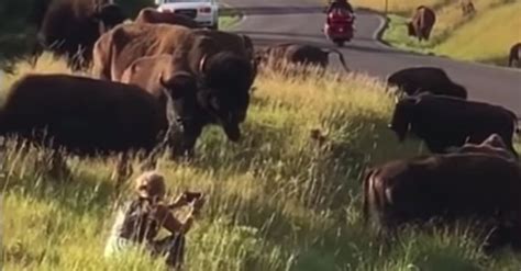 Bison Attacks Rips Pants Off Woman Who Sat In Middle Of Herd To Snap