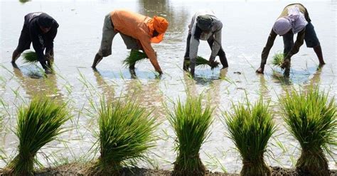 Crop Insurance Payments To Farmers In Tamil Nadu Assam Delayed As
