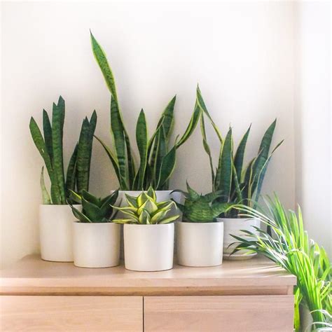 Top 8 Low Maintenance House Plants For Beginners My Fresh Perspective
