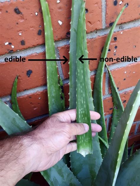 identifying and growing edible aloe vera deep green permaculture
