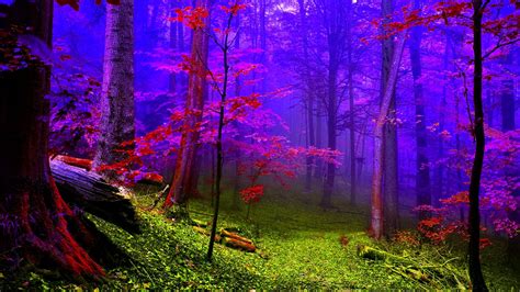Colorful Forest Wallpapers Top Free Colorful Forest Backgrounds