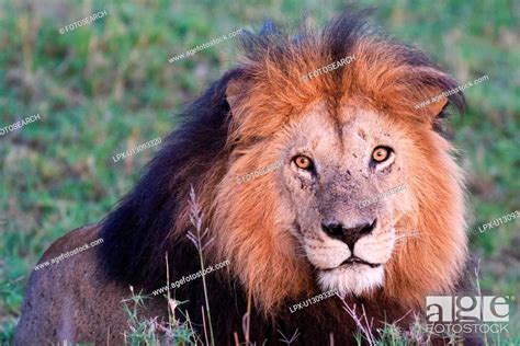 Frontal View Of Magnificent Adult Male Lion With Black Mane In Golden