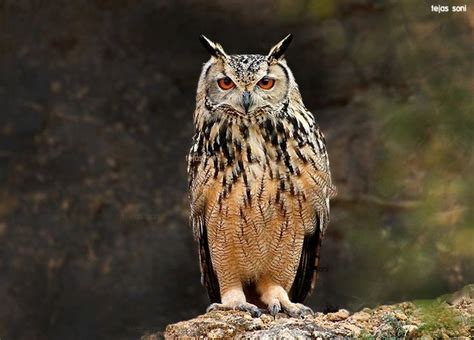 Indian Or Rock Eagle Owl Bubo Bengalensis Photo By Tejas Soni