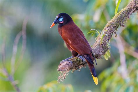 The Montezuma Oropendola Is A New World Tropical Icterid Bird Found In