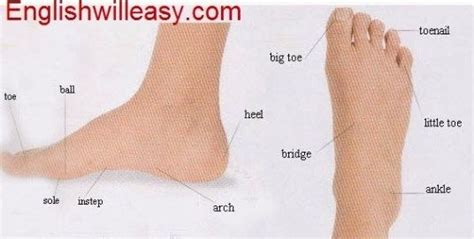 Parts Of The Body Toe Ball Sole Instep Arch Heel Big Toe Bridge