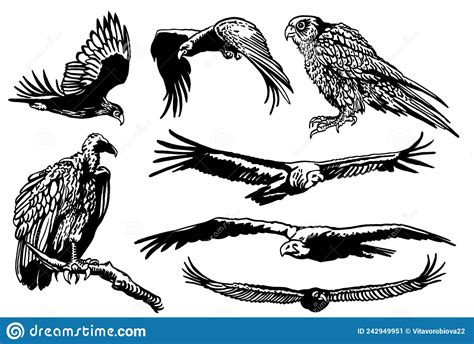 Graphical Big Collection Of Birds On White Isolated Vector Eagles And