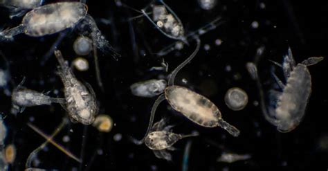 What Do Plankton Eat Their Diet Explained A Z Animals