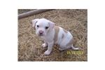 *our hounds are registered ukc and akc. American English Coonhound Puppies for Sale from Reputable ...
