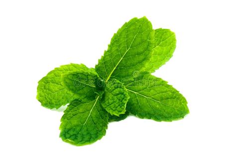 Fresh And Green Peppermint Spearmint Leaves Isolated On The White