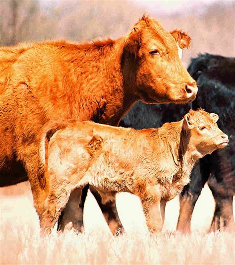 cattle breeds images