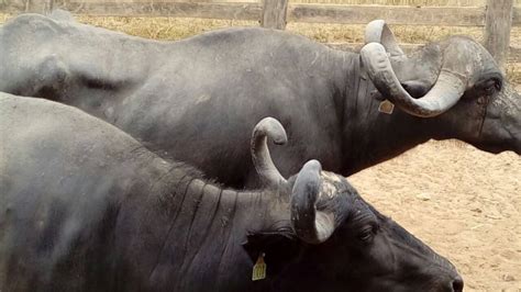 Fazenda de Parauapebas se destaca na produção de queijo de búfala