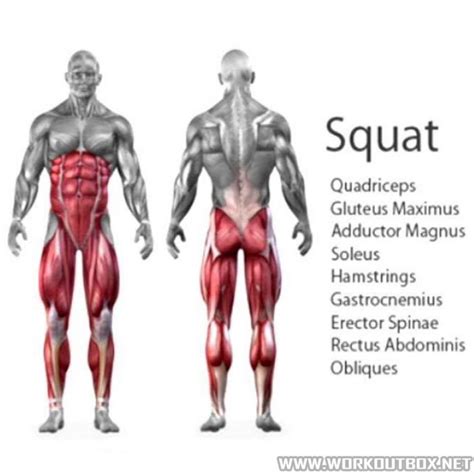 Squat Muscles Squatting Healthy Fitness Workout Exercises Project