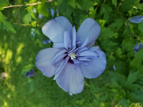 Rare Double Blue Hardy Hibiscus Seeds 6 Fresh 2021 Seeds Etsy