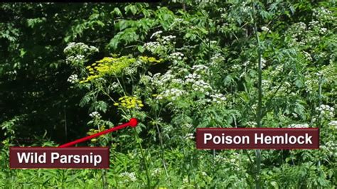 These Invasive Ohio Plants Can Kill You Or Make You Miserable