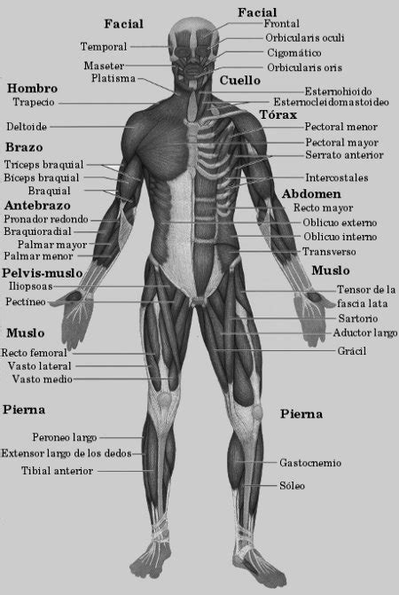 Músculos Principales Del Cuerpo Humano