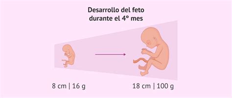 Desarrollo De Un Bebe Durante El Embarazo Kumpulan Berbagai Skripsi