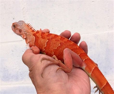 Hypo Red Iguana Of Ty Parks Animals Bugs Animals Images Funny