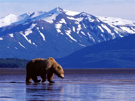 Download Alaska Denali National Park Grizzly Animal Grizzly Bear Wallpaper